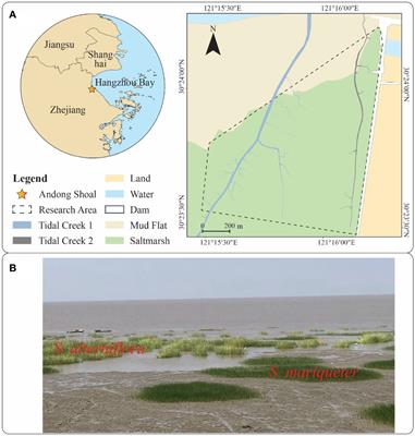 Measuring canopy morphology of saltmarsh plant patches using UAV-based LiDAR data